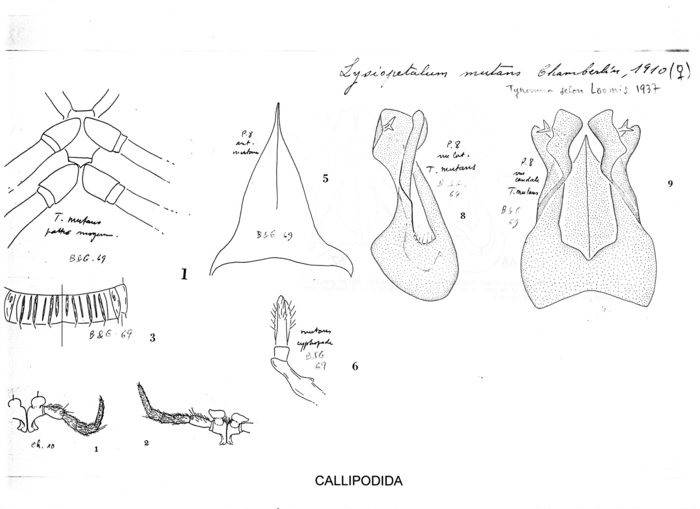 Lysiopetalum mutans