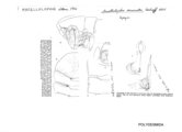 Macellolophus excavatus, author: Henry W. Bremann, Henri Ribaut, Maria Prin, Jean-Paul Mauri et al. (1890-1999): Bremann iconographic file & successors