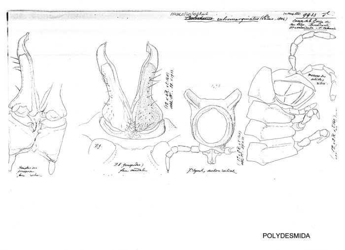 Macellolophus rubromarginatus