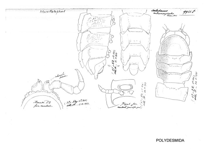 Macellolophus rubromarginatus