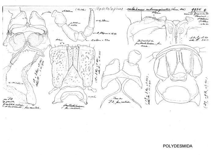 Macellolophus rubromarginatus