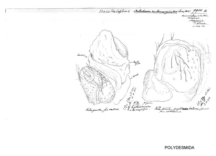 Macellolophus rubromarginatus