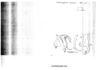 Macheiriophoron cervinum