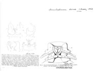 Macrochaetosoma drinae