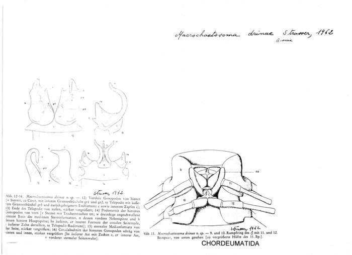 Macrochaetosoma drinae