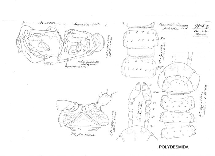 Macrosternodesmus palicola