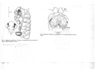 Malayothrix enghoffi