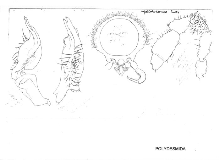 Mallotodesmus riveti