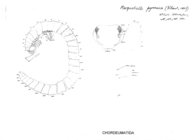 Marquetiella pyrenaica