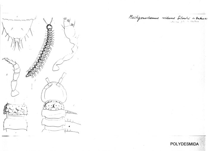 Mastigonodesmus viduus