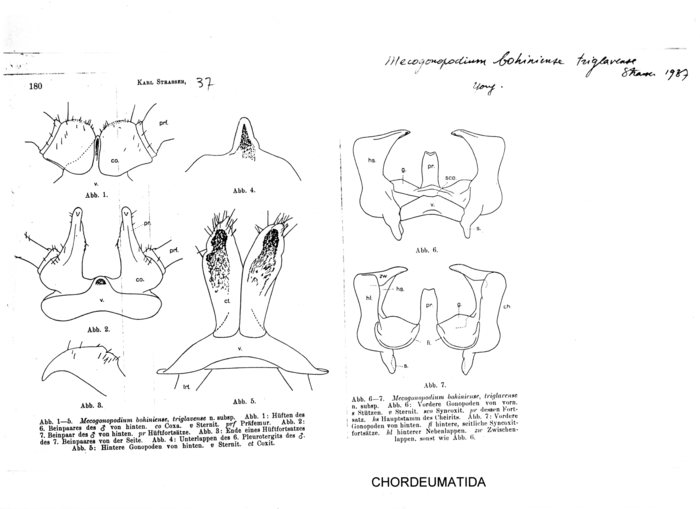 Mecogonopodium bohiniense triglavense