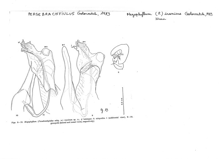 Megaphyllum iranicum