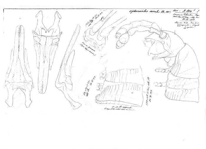 Mesoblaniulus serrula