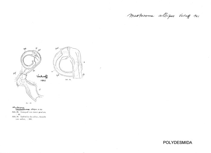 Mestosoma albipes