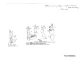 Metonomastus patrizii, author: Henry W. Bremann, Henri Ribaut, Maria Prin, Jean-Paul Mauri et al. (1890-1999): Bremann iconographic file & successors