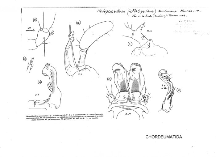 Metopidiothrix tamborana