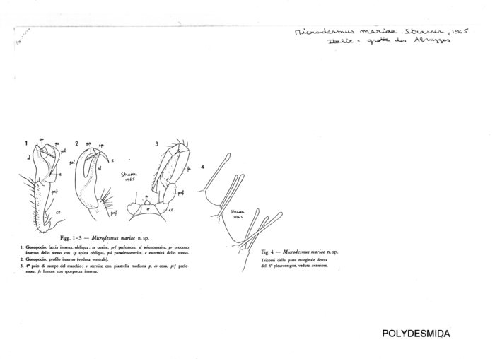 Microdesmus mariae