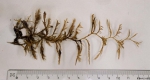 Hydrozoa