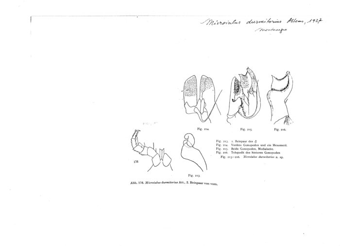 Microiulus durmitorius