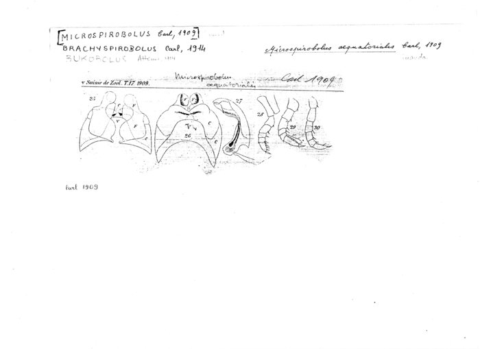 Microspirobolus aequatorialis