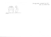 Microspirobolus mucronatus, author: Henry W. Bremann, Henri Ribaut, Maria Prin, Jean-Paul Mauri et al. (1890-1999): Bremann iconographic file & successors