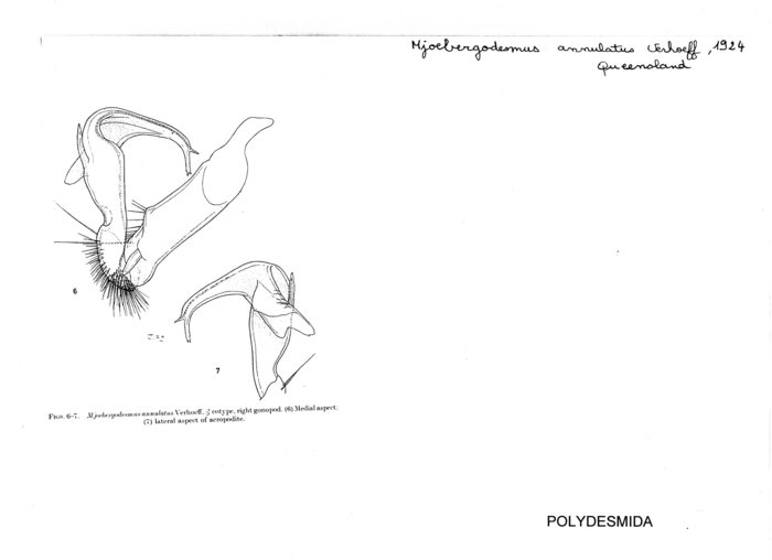 Mjoebergodesmus annulatus