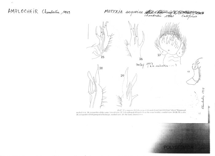 Motyxia sequoiae