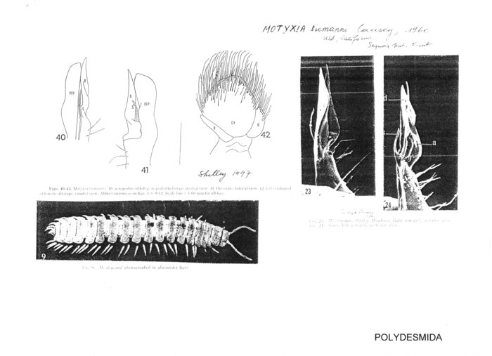 Motyxia tiemanni