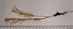 Hydrozoa