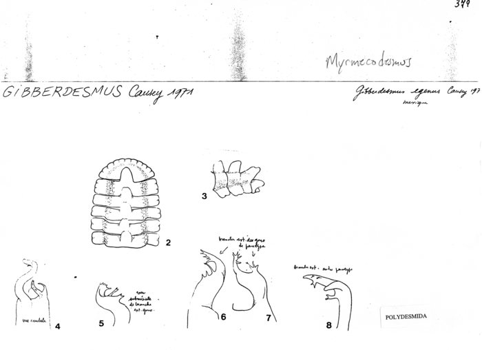 Myrmecodesmus egenus