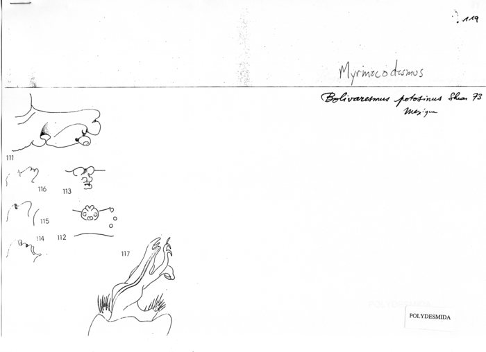 Myrmecodesmus potosinus