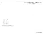 Nannaria laminata, author: Henry W. Bremann, Henri Ribaut, Maria Prin, Jean-Paul Mauri et al. (1890-1999): Bremann iconographic file & successors