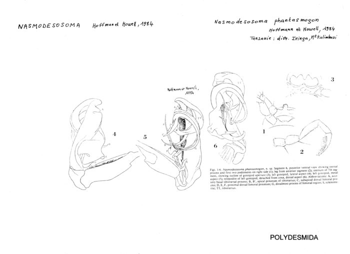 Nasmodesosoma phantasmogon