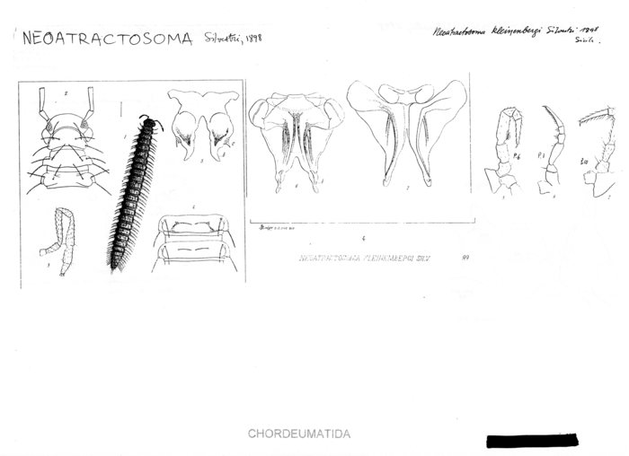 Neoatractosoma kleinenbergi