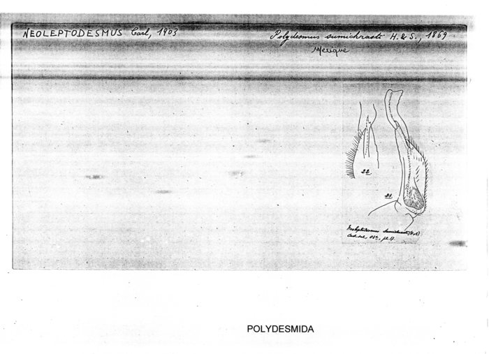 Neoleptodesmus sumichrasti