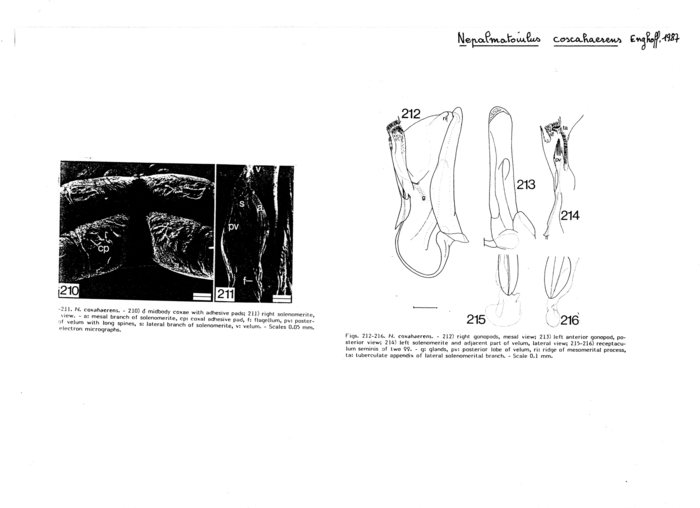 Nepalmatoiulus coxahaerens