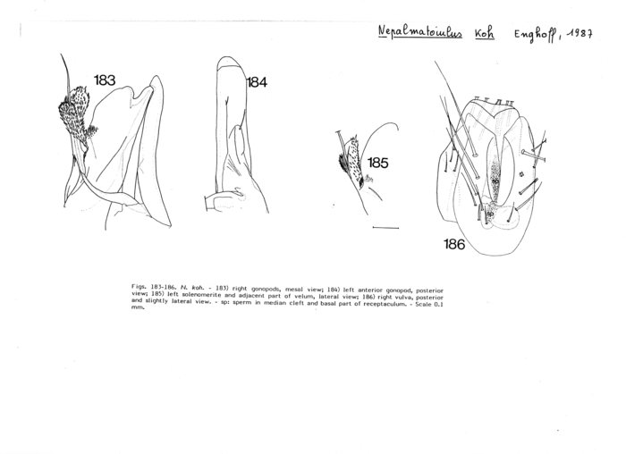 Nepalmatoiulus koh