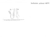Nepalmatoiulus zachonoides, author: Henry W. Bremann, Henri Ribaut, Maria Prin, Jean-Paul Mauri et al. (1890-1999): Bremann iconographic file & successors