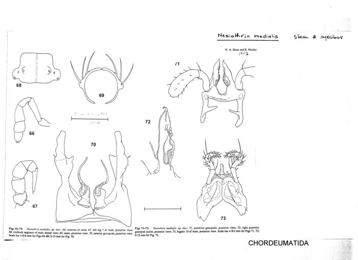 Nesiothrix medialis