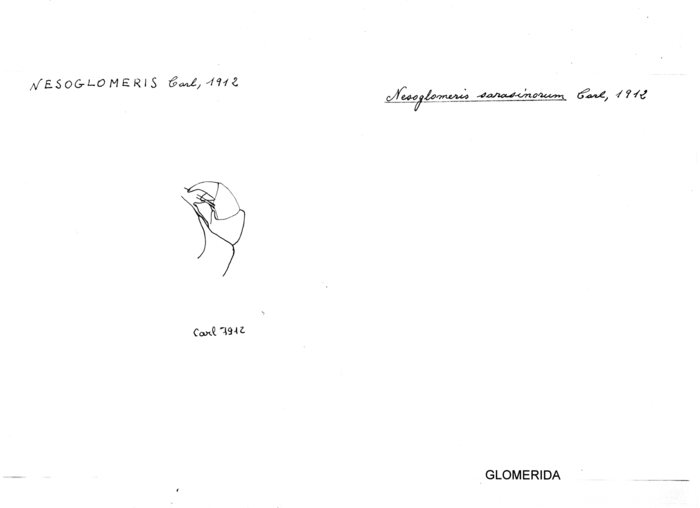 Nesoglomeris sarasinorum