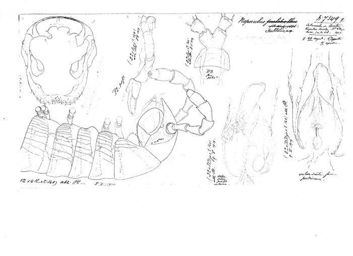 Nopoiulus subtilis