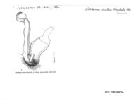 Notodesmus scotius