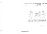 Ochogona brentana orientale, author: Henry W. Bremann, Henri Ribaut, Maria Prin, Jean-Paul Mauri et al. (1890-1999): Bremann iconographic file & successors
