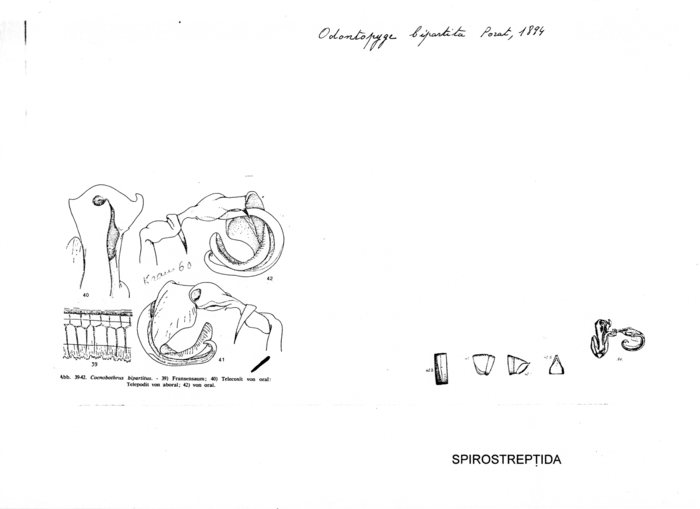 Odontopyge bipartita