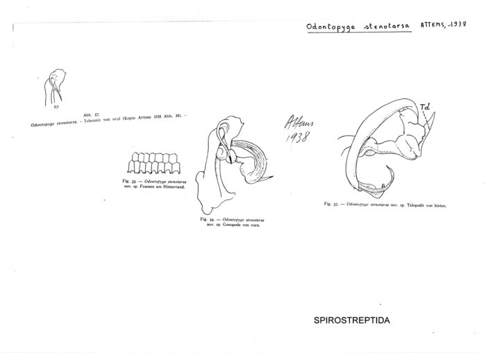 Odontopyge stenotarsa