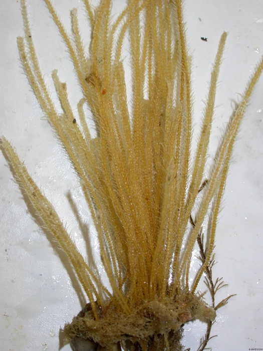 Nemertesia Lamouroux, 1812 Nemertesia Lamouroux, 1812
