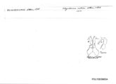 Oligodesmus nitidus, author: Henry W. Bremann, Henri Ribaut, Maria Prin, Jean-Paul Mauri et al. (1890-1999): Bremann iconographic file & successors