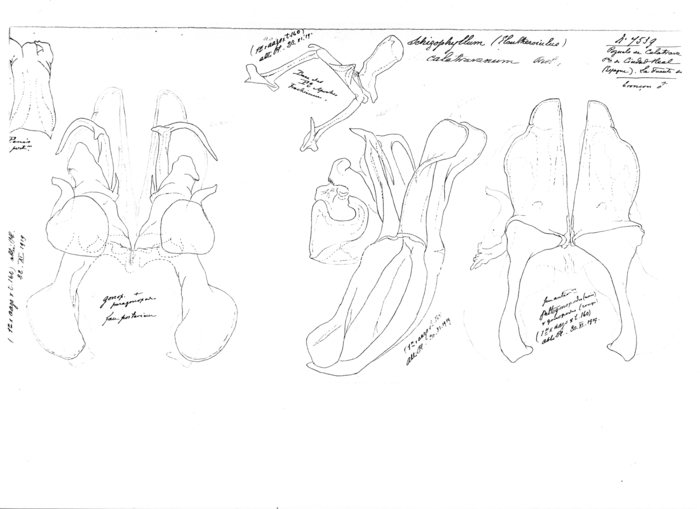 Ommatoiulus calatravanum