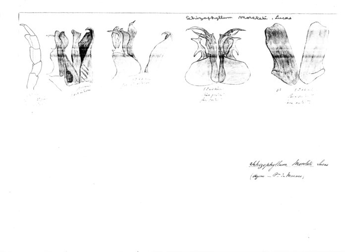 Ommatoiulus moreleti