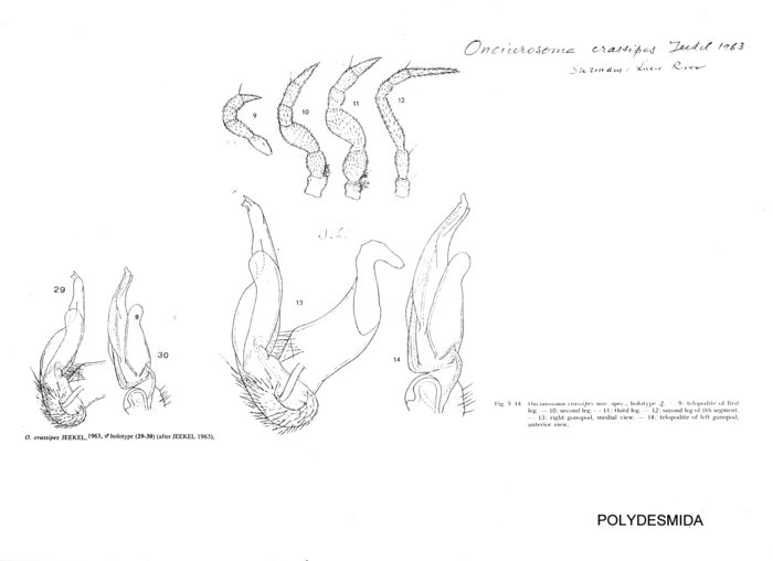 Onciurosoma crassipes